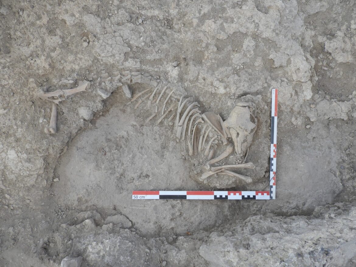 <strong>La tercera campaña de excavaciones en la Alquería de La Graja en Higueruela arroja un hallazgo de “relevancia nacional”: un ejemplar completo de oveja del siglo XI</strong>