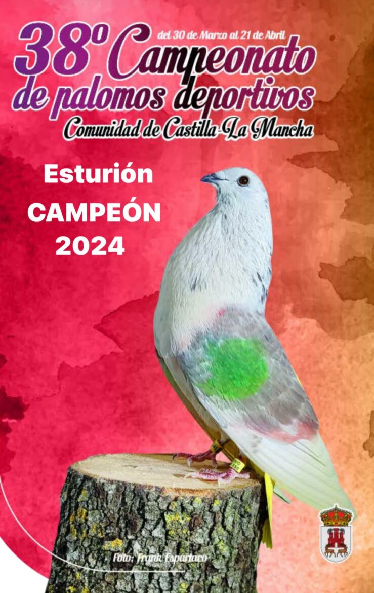 'Esturion', líder de la colombicultura de Castilla-La Mancha tras imponerse en la final de Alpera