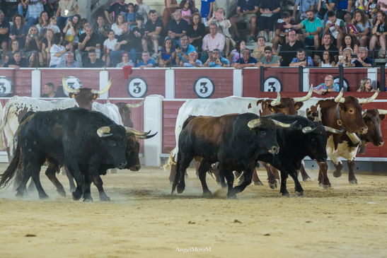 <strong>Gran ambiente en la desencajonada de Albacete</strong>