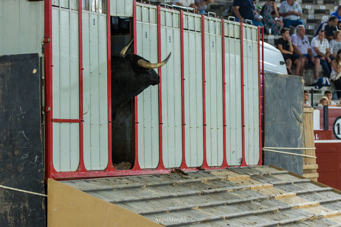 <strong>Gran ambiente en la desencajonada de Albacete</strong>