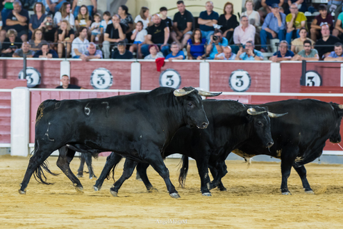 <strong>Gran ambiente en la desencajonada de Albacete</strong>