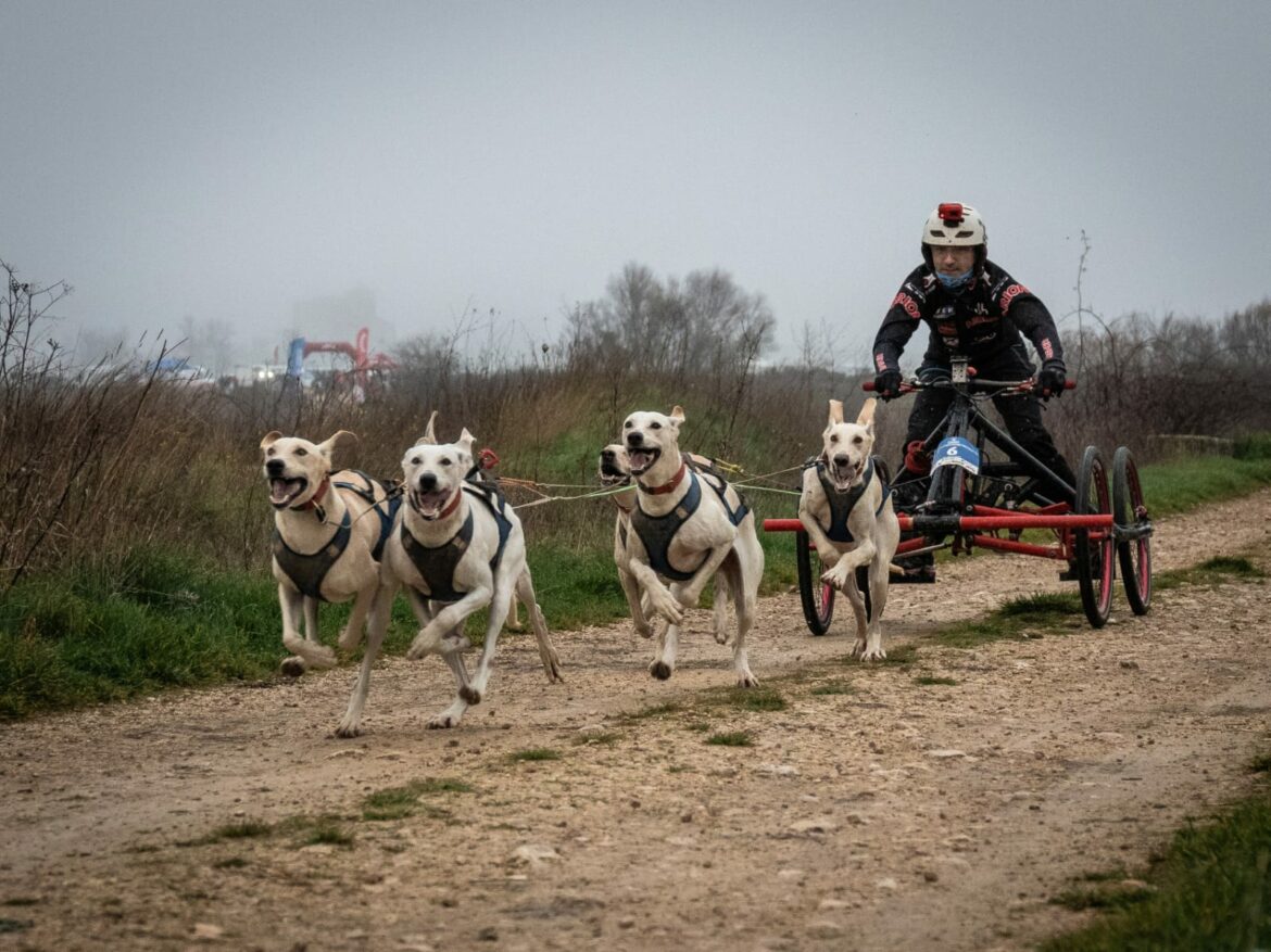 Tomás Ruiz, campeón de España de mushing sprint