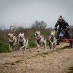 Tomás Ruiz, campeón de España de mushing sprint