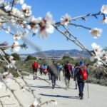 <strong>Caudete, ya con los almendros en flor, cautivó en las Rutas de Senderismo de la Diputación</strong>