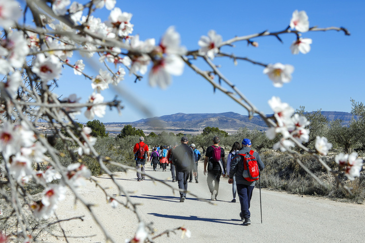 <strong>Caudete, ya con los almendros en flor, cautivó en las Rutas de Senderismo de la Diputación</strong>