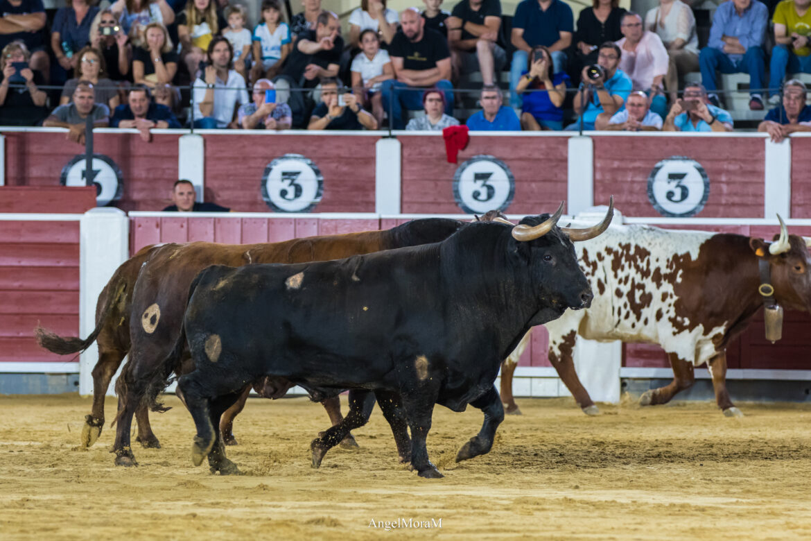 <strong>La emoción de la desencajonada regresa este sábado a Albacete</strong>