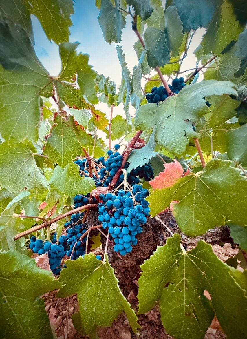 <strong>Vendimia 2025 en DO Almansa: excelente sanidad de la uva, adelanto en la cosecha y perspectivas muy positivas para la añada</strong>