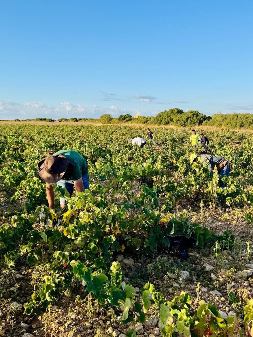<strong>Vendimia 2025 en DO Almansa: excelente sanidad de la uva, adelanto en la cosecha y perspectivas muy positivas para la añada</strong>