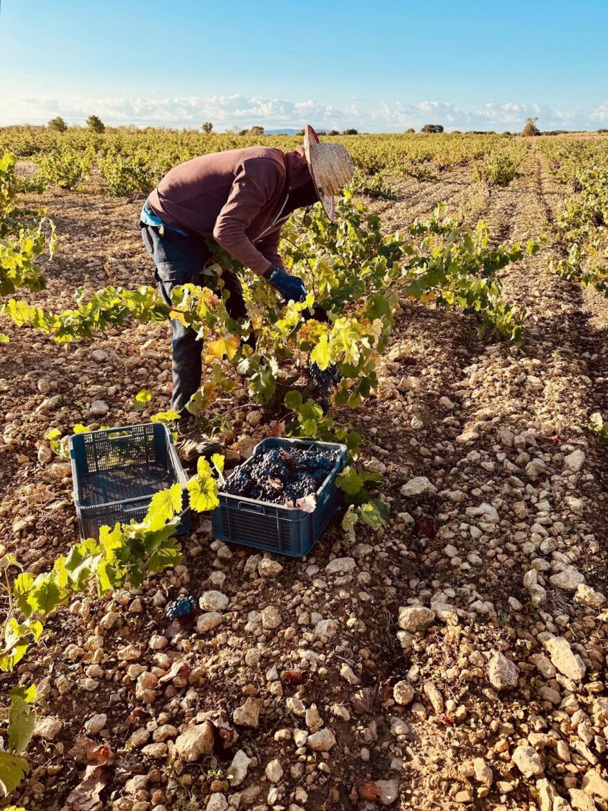 <strong>Vendimia 2025 en DO Almansa: excelente sanidad de la uva, adelanto en la cosecha y perspectivas muy positivas para la añada</strong> <strong>Vendimia 2025 en DO Almansa: excelente sanidad de la uva, adelanto en la cosecha y perspectivas muy positivas para la añada</strong>