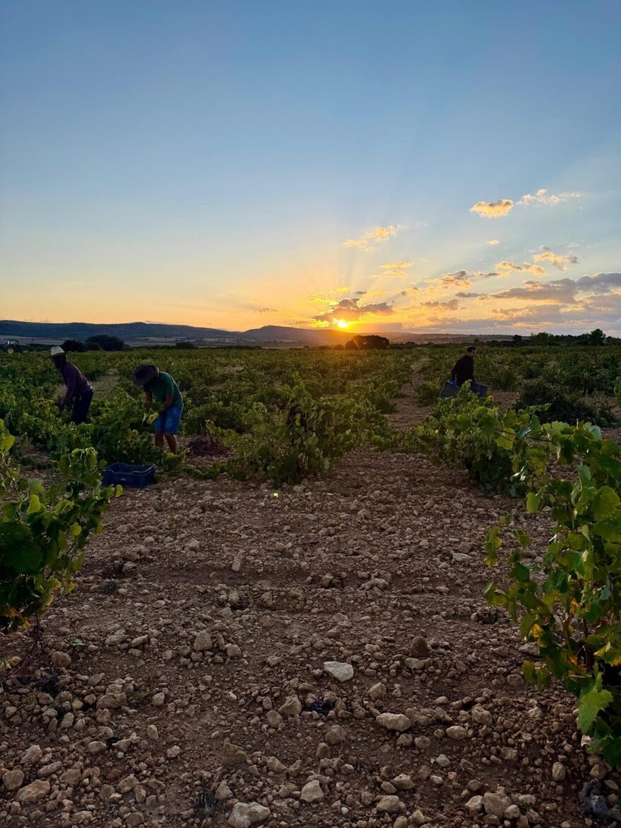 <strong>Vendimia 2025 en DO Almansa: excelente sanidad de la uva, adelanto en la cosecha y perspectivas muy positivas para la añada</strong>