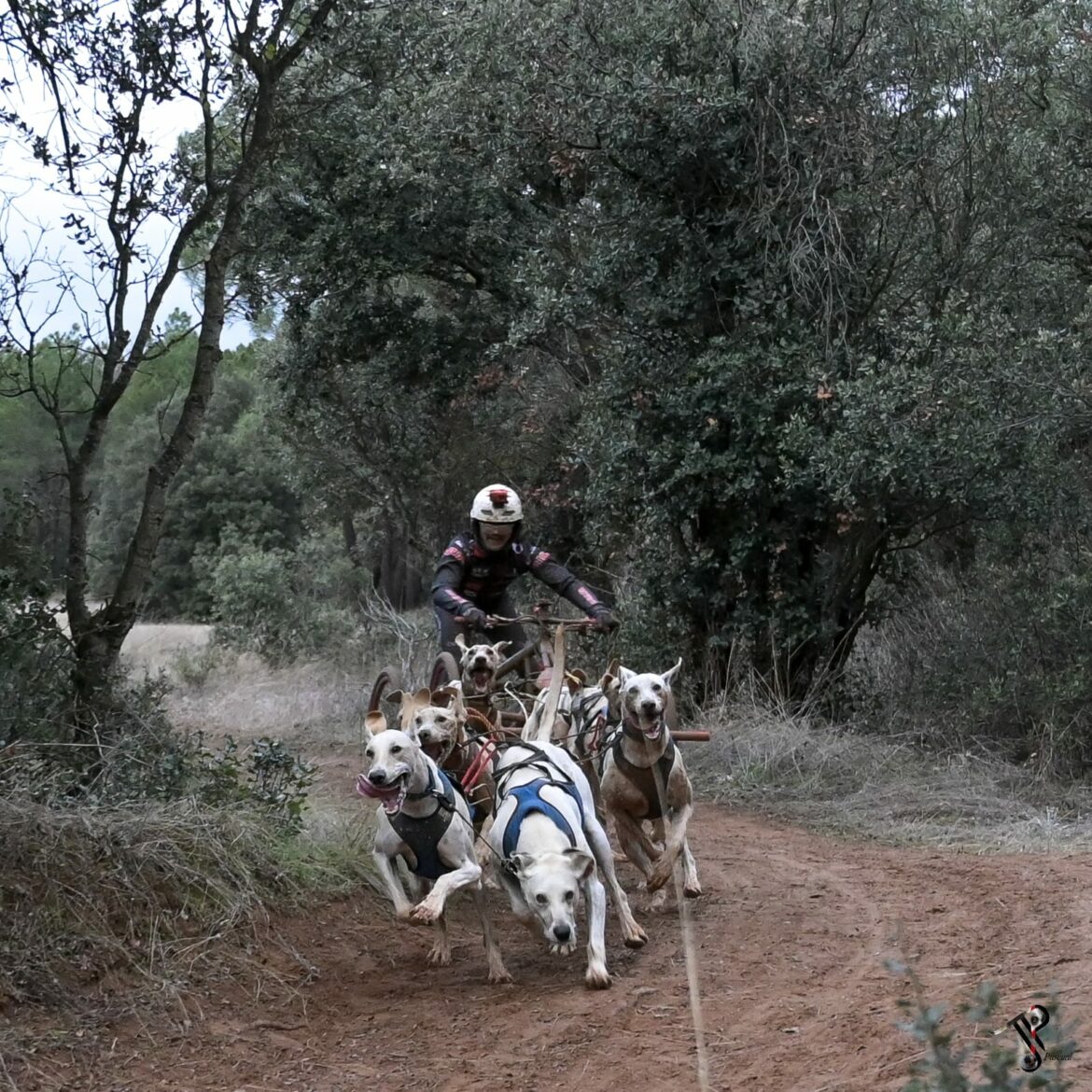 El musher Tomás Ruiz sigue coleccionando títulos
