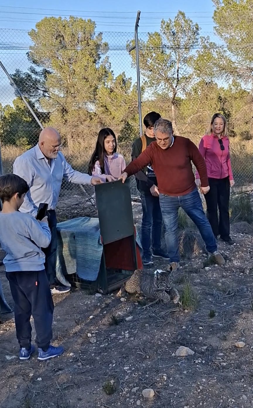 El gobierno de Castilla-La Mancha reintroduce dos nuevos ejemplares de lince ibérico en la provincia de Albacete