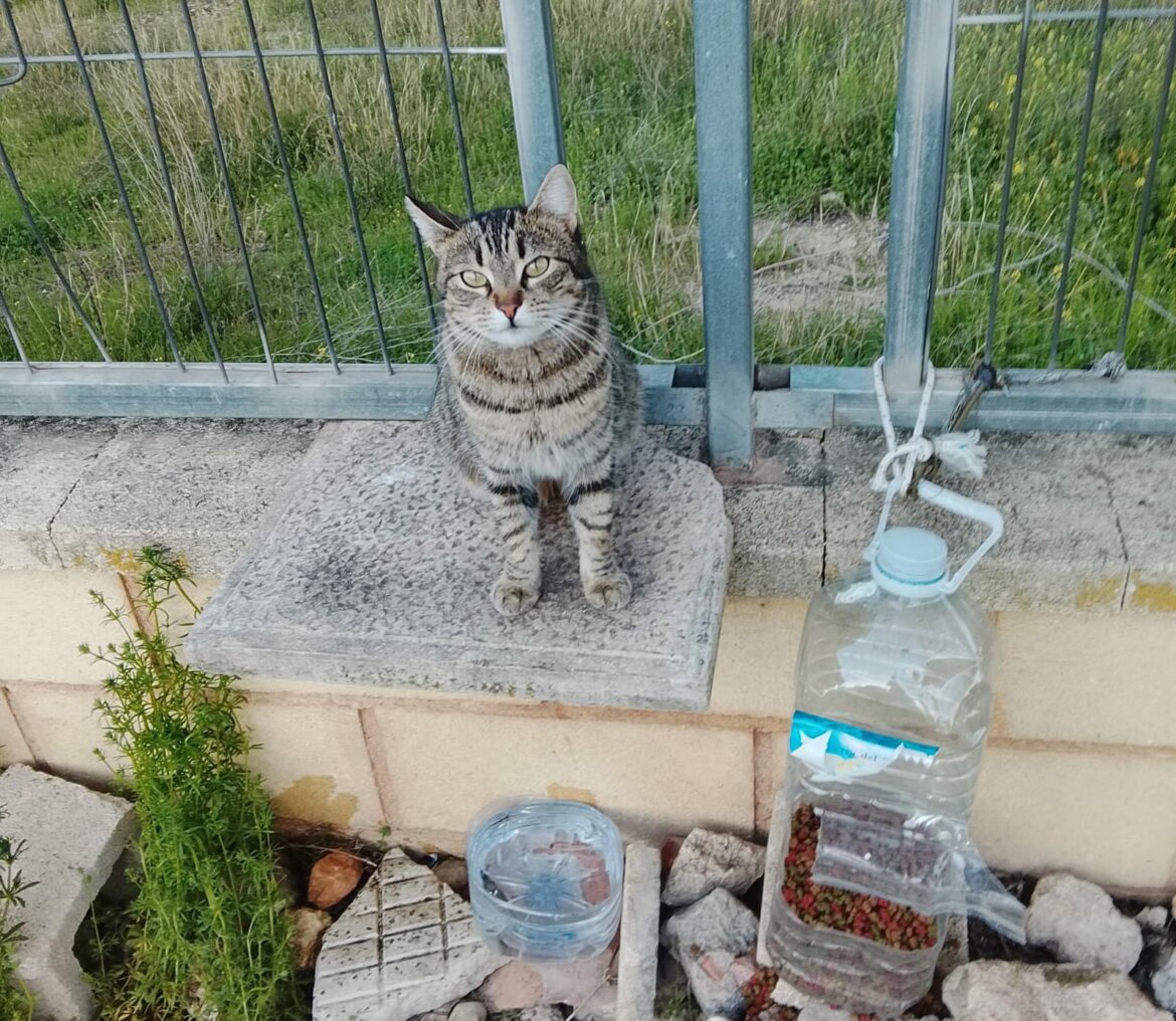 La Asociación en Defensa de los Animales Dejando Huella Albacete presenta enmienda a los presupuestos municipales