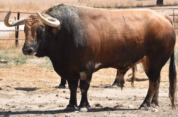 Trapío de los toros de Conde de Mayalde<br>para Albacete Trapío de los toros de Conde de Mayalde<br>para Albacete