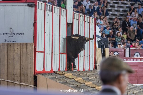 Albacete descorcha su gran feria este<br>sábado con una desencajonada a las 9 de<br>la noche